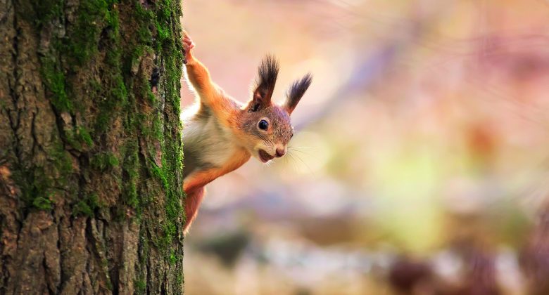 Eichhörnchen Bild Adobe Stock/nataba